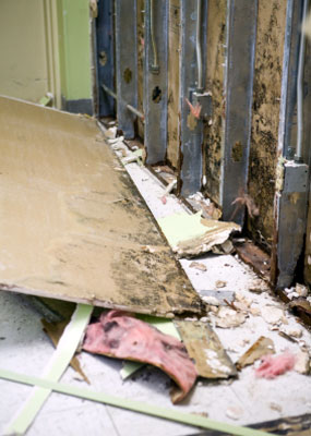 Mold & mildew damage, mold damage remediation and restoration services, Cape Cod, South Coast MA, South Shore MA